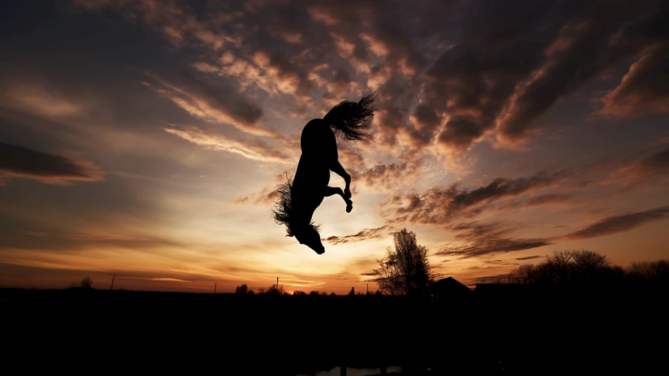 An upside-down silhouette against an evening sky, from the producer’s project page for The Boy Who Vanished.
